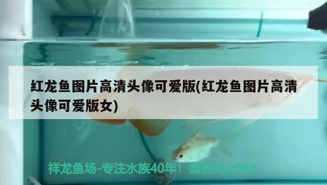 彩蝶魚缸介紹圖片欣賞(彩蝶魚缸好在哪) 稀有金龍魚