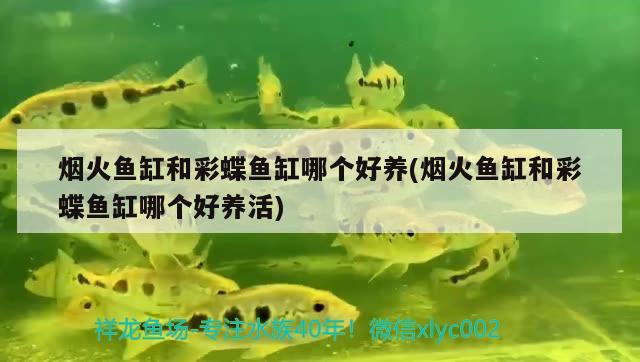 金龍魚(yú)體型都有什么樣的圖片（金龍魚(yú)體型有幾種） 非洲象鼻魚(yú) 第5張