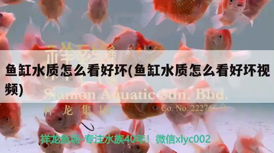 魚缸水質(zhì)怎么看好壞(魚缸水質(zhì)怎么看好壞視頻) 蘇虎