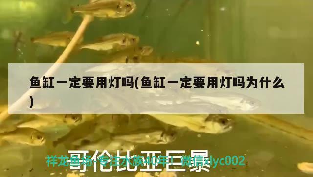 魚(yú)缸一定要用燈嗎(魚(yú)缸一定要用燈嗎為什么) 白化火箭