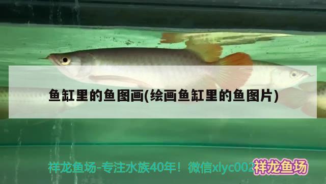 魚缸里的魚圖畫(繪畫魚缸里的魚圖片) 印尼虎苗