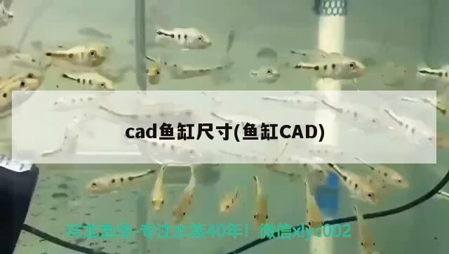 cad魚(yú)缸尺寸(魚(yú)缸CAD)