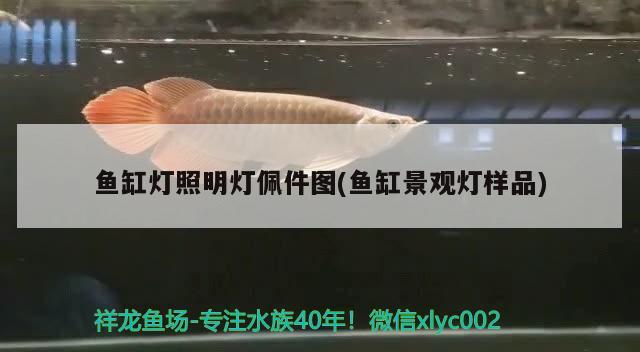 魚(yú)缸燈照明燈佩件圖(魚(yú)缸景觀燈樣品) 大湖紅龍魚(yú)