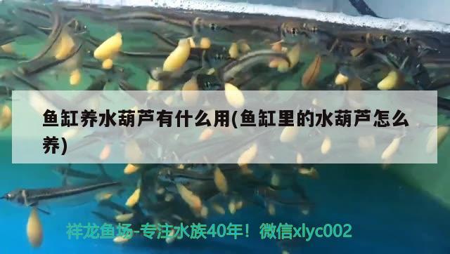 魚(yú)缸養(yǎng)水葫蘆有什么用(魚(yú)缸里的水葫蘆怎么養(yǎng)) 觀賞魚(yú)百科