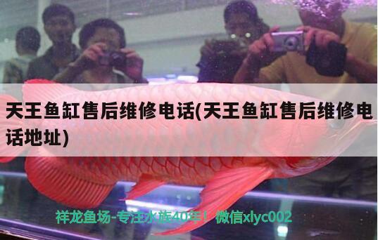 紅龍魚用什么燈發(fā)色好（紅龍魚燈光選擇） 水族燈（魚缸燈） 第1張