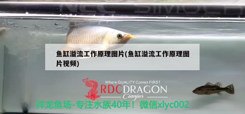 魚缸溢流工作原理圖片(魚缸溢流工作原理圖片視頻) 祥龍水族濾材/器材