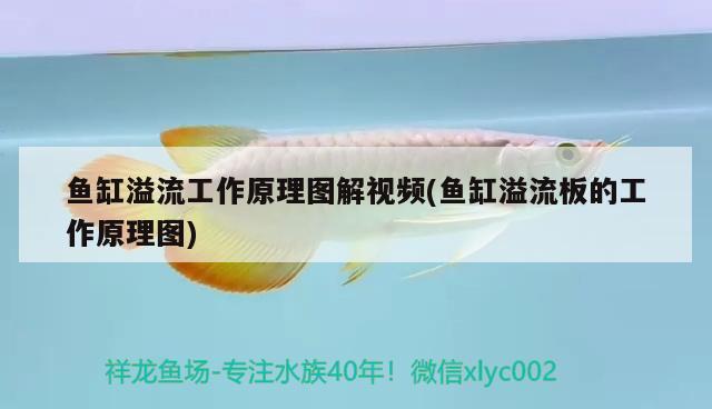 魚(yú)缸溢流工作原理圖解視頻(魚(yú)缸溢流板的工作原理圖) 魚(yú)缸百科 第2張