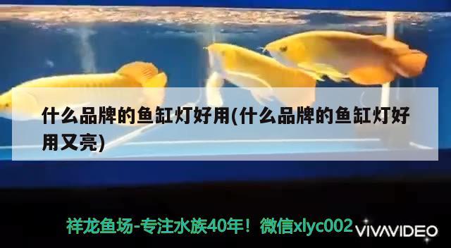 什么品牌的魚缸燈好用(什么品牌的魚缸燈好用又亮) 黃金鴨嘴魚