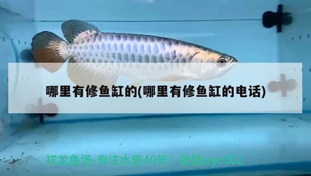 哪里有修魚缸的(哪里有修魚缸的電話) 一眉道人魚苗