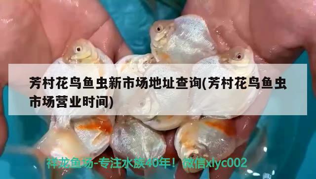 芳村花鳥魚蟲新市場地址查詢(芳村花鳥魚蟲市場營業(yè)時間) 帝王迷宮魚