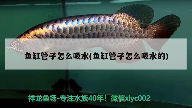 2023年魚(yú)缸放在家里哪個(gè)位置風(fēng)水最好(2021年魚(yú)缸擺放最佳的位置) 魚(yú)缸風(fēng)水