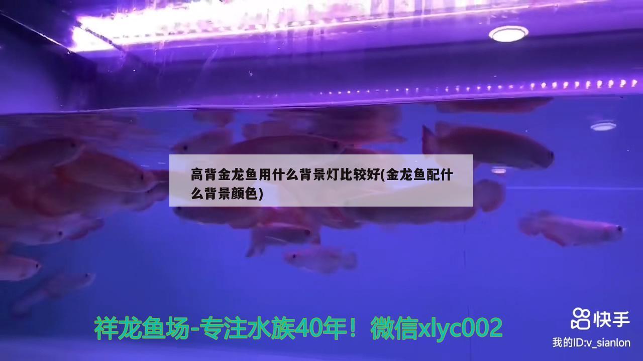 高背金龍魚用什么背景燈比較好(金龍魚配什么背景顏色) 高背金龍魚