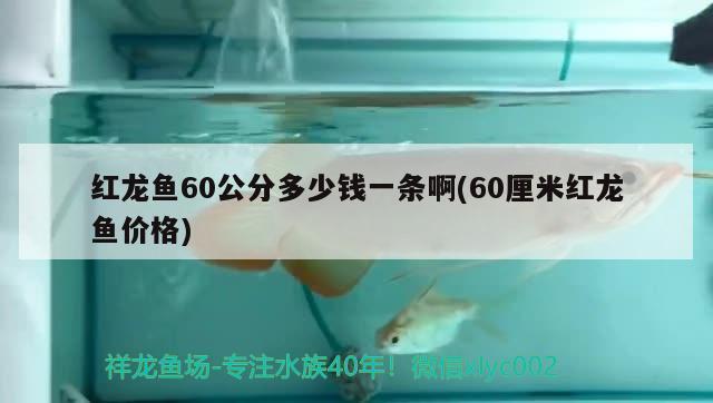 紅龍魚60公分多少錢一條啊(60厘米紅龍魚價(jià)格)