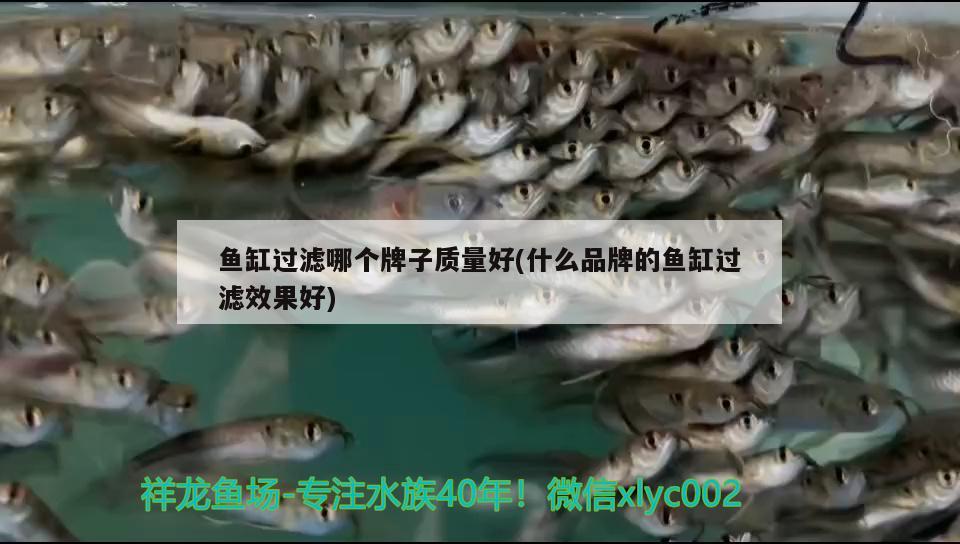 魚缸過濾哪個牌子質(zhì)量好(什么品牌的魚缸過濾效果好)