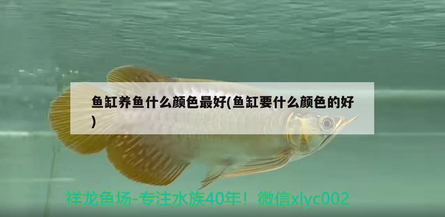 魚缸養(yǎng)魚什么顏色最好(魚缸要什么顏色的好)