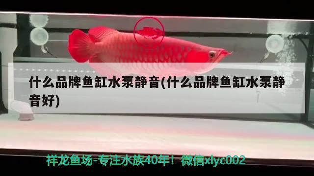 魚缸消毒最好方法圖片（魚缸消毒最好方法圖片大全） 觀賞魚 第2張