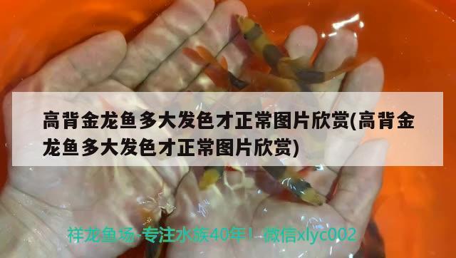 高背金龍魚多大發(fā)色才正常圖片欣賞(高背金龍魚多大發(fā)色才正常圖片欣賞) 高背金龍魚