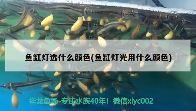 魚缸燈選什么顏色(魚缸燈光用什么顏色) 伊巴卡魚