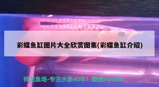 翻車魚這個樣子很呆萌啊 金老虎魚 第2張