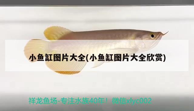 小魚缸圖片大全(小魚缸圖片大全欣賞) 龍鳳鯉魚