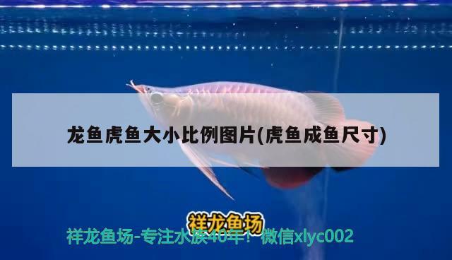 龍魚虎魚大小比例圖片(虎魚成魚尺寸)