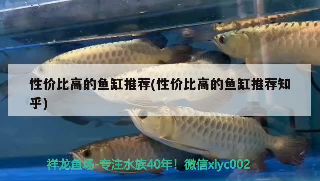 性價比高的魚缸推薦(性價比高的魚缸推薦知乎)