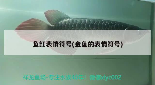 魚缸表情符號(hào)(金魚的表情符號(hào)) 觀賞魚水族批發(fā)市場