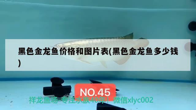 黑色金龍魚價格和圖片表(黑色金龍魚多少錢) 古典過背金龍魚