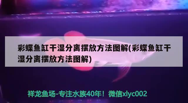 彩蝶魚缸干濕分離擺放方法圖解(彩蝶魚缸干濕分離擺放方法圖解) 大嘴鯨魚