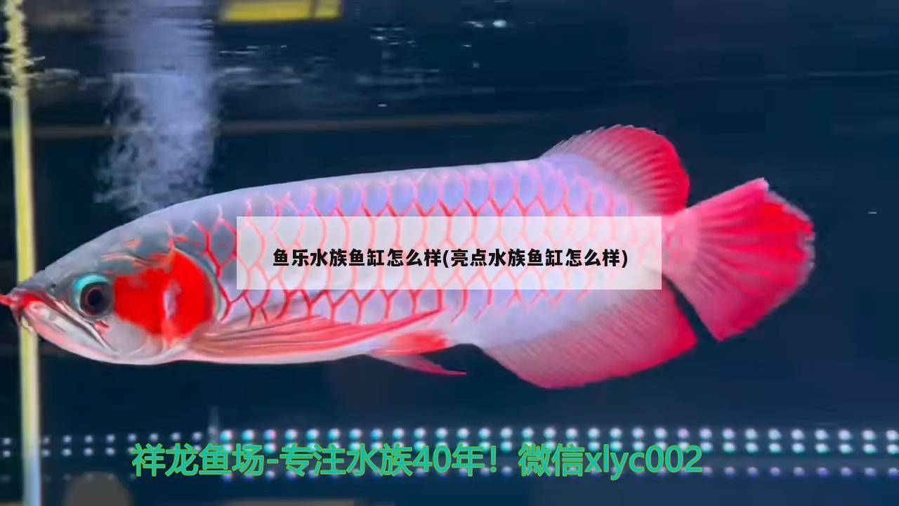 魚樂水族魚缸怎么樣(亮點水族魚缸怎么樣) 元寶鳳凰魚專用魚糧