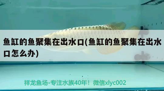 魚缸的魚聚集在出水口(魚缸的魚聚集在出水口怎么辦)