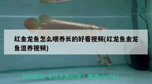 紅金龍魚(yú)怎么喂養(yǎng)長(zhǎng)的好看視頻(紅龍魚(yú)金龍魚(yú)混養(yǎng)視頻) 金頭過(guò)背金龍魚(yú)