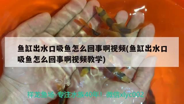 魚缸出水口吸魚怎么回事啊視頻(魚缸出水口吸魚怎么回事啊視頻教學(xué)) 魟魚百科