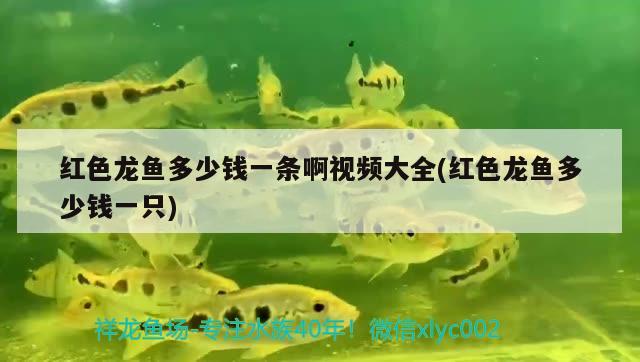 魚友為什么不愿養(yǎng)金菠蘿魚，小菠蘿魚是什么品種