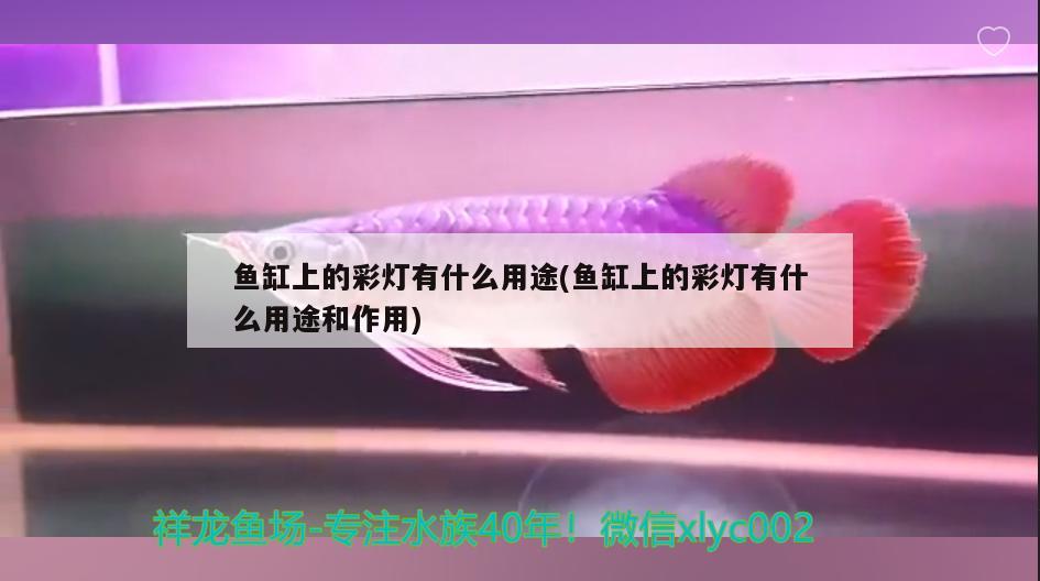 魚缸上的彩燈有什么用途(魚缸上的彩燈有什么用途和作用)