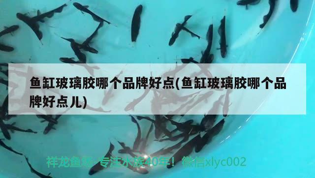 德薩斯羅漢魚：德薩斯羅漢魚視頻