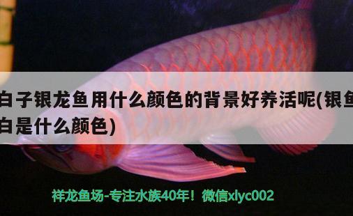 白子銀龍魚用什么顏色的背景好養(yǎng)活呢(銀魚白是什么顏色)