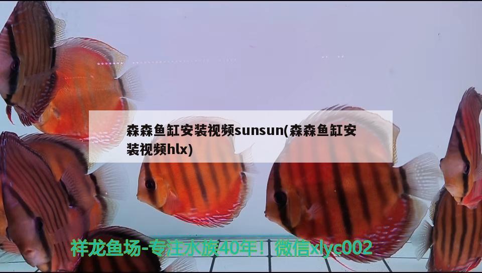 森森魚缸安裝視頻sunsun(森森魚缸安裝視頻hlx) 伊巴卡魚