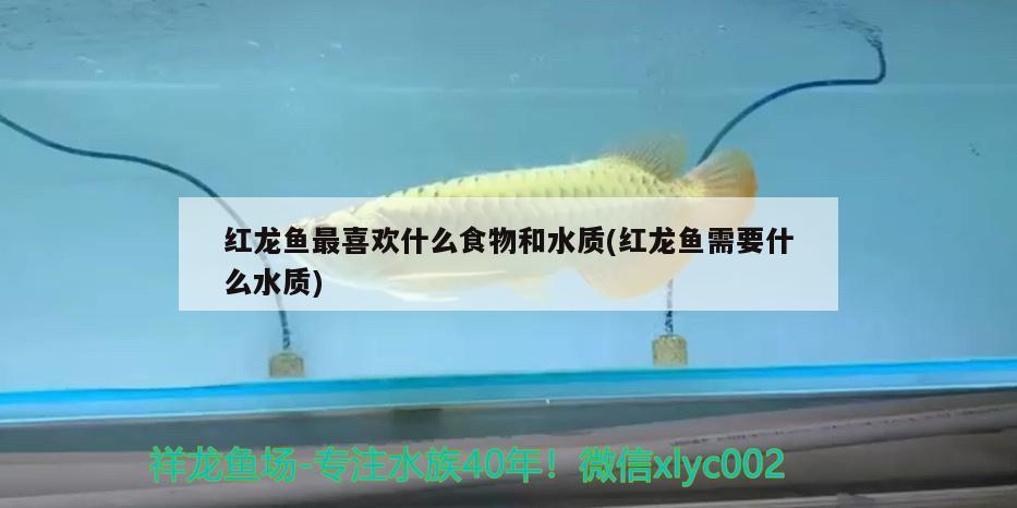 紅龍魚最喜歡什么食物和水質(zhì)(紅龍魚需要什么水質(zhì)) 赤荔鳳冠魚