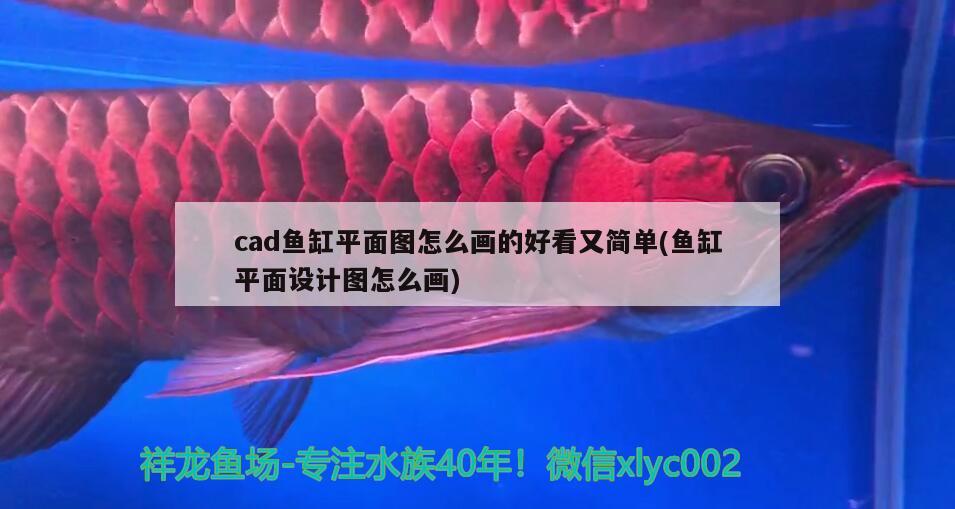 cad魚缸平面圖怎么畫的好看又簡單(魚缸平面設(shè)計圖怎么畫)