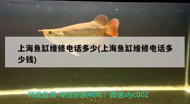 上海魚缸維修電話多少(上海魚缸維修電話多少錢) 皇冠黑白魟魚