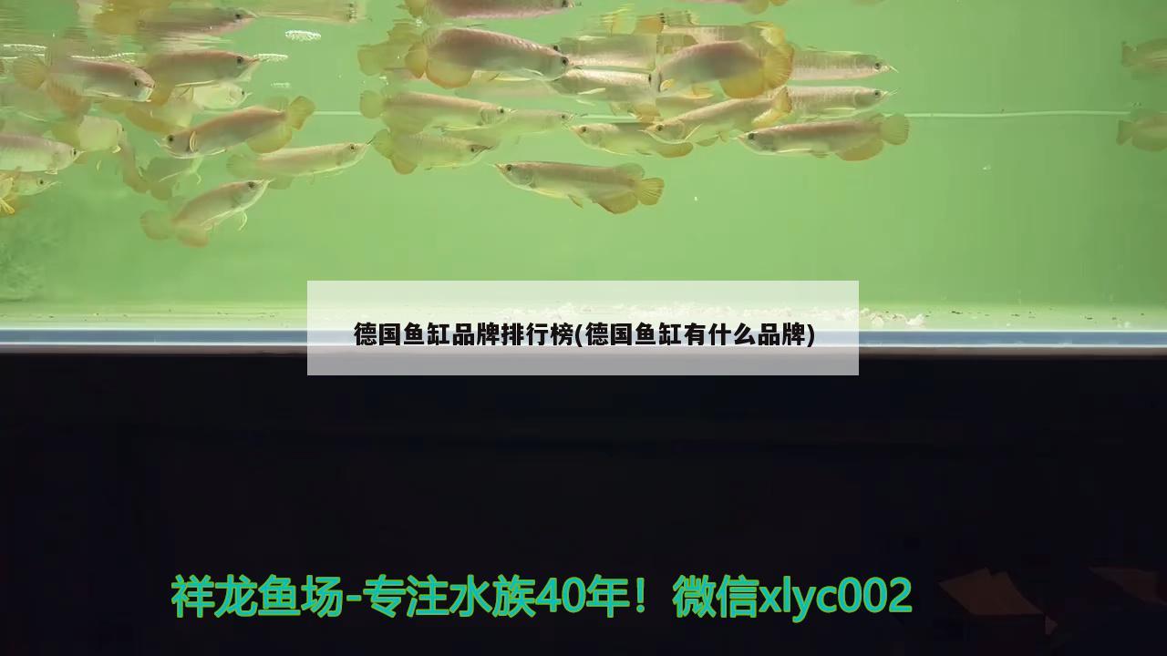 德國魚缸品牌排行榜(德國魚缸有什么品牌) 藍底過背金龍魚