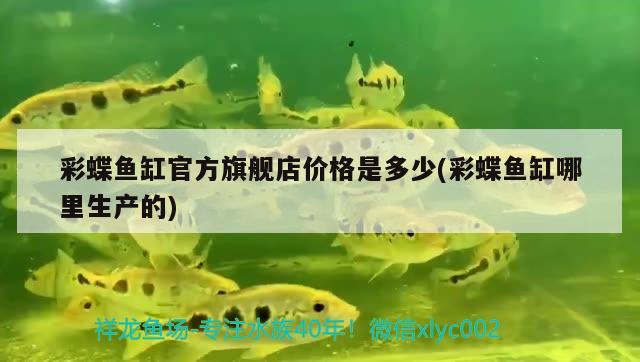 觀賞魚七彩神仙白化黃金,和赤瞳黃金有啥區(qū)別（七彩神仙魚赤瞳黃金標(biāo)準(zhǔn)）