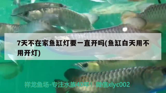 7天不在家魚缸燈要一直開嗎(魚缸白天用不用開燈)