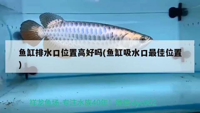 魚缸排水口位置高好嗎(魚缸吸水口最佳位置) 水草