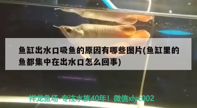 魚缸出水口吸魚的原因有哪些圖片(魚缸里的魚都集中在出水口怎么回事) 過背金龍魚