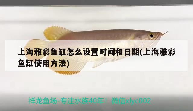 上海雅彩魚缸怎么設(shè)置時(shí)間和日期(上海雅彩魚缸使用方法) 綠皮皇冠豹魚 第2張