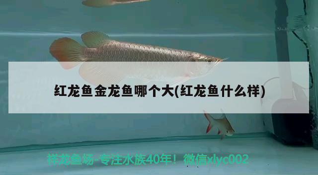 魚缸圖片尺寸大全圖解圖集(各種魚缸圖片大全集) 七彩神仙魚