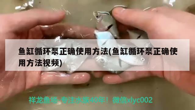 魚缸循環(huán)泵正確使用方法(魚缸循環(huán)泵正確使用方法視頻) 名貴錦鯉魚