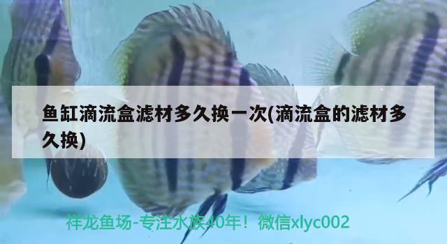 魚(yú)缸滴流盒濾材多久換一次(滴流盒的濾材多久換) 丹頂錦鯉魚(yú)